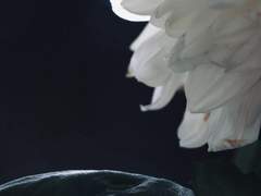 [세포신곡] 02. 코이우츠와 시라기쿠