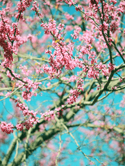 I'm the real one thet you're looking for