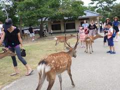 나라 여행 사진