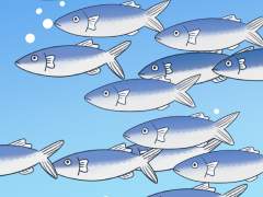 무표정한 고등어