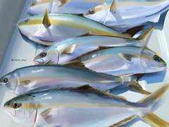 "맛있어서 저러나 보다"