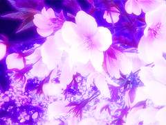 차분한 보라색 장미