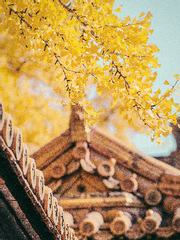 담장 너머 잔가지