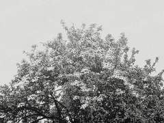 If I Could Meet Again