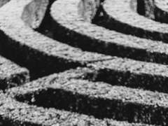 새는 새마저 버리고*