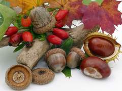 하늘다람쥐 위영과 함광군