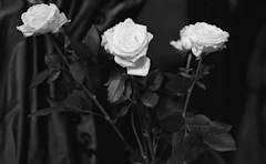 김재형 심부름센터 SPIN-OFF ( 저세상 뱀파이어 )