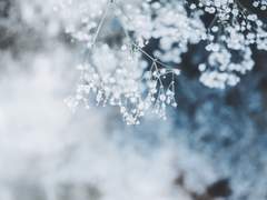 TO. 사카키 히요리