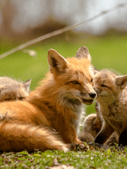 [이나리자키 드림] 오빠 친구들