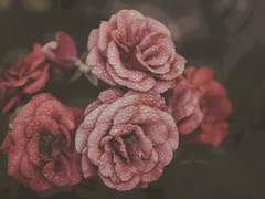 마지막 비상을 위한 날갯짓