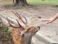 나라 여행 사진