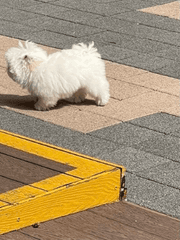 나의 사랑, 나의 행복