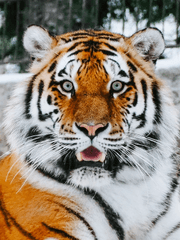 서리사막의 도둑들