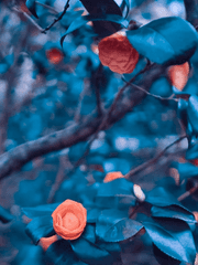 Forest Charm [short stories]