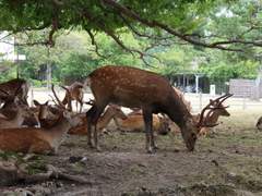 나라 여행 사진