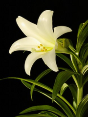 단편 소설 (백합)