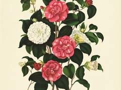 [키타히나카게] 비단설화 三十九