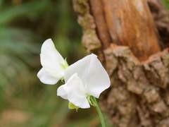 스위트피 공개프로필