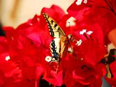 꽃을 탐하는 붉은 나비