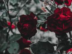 失樂園 실낙원 / 上