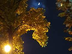 바람에 흘들리는 잎 따윈