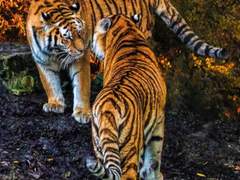 질척이는 호랑이와 앙칼진 토끼 썰 외전 ⑤