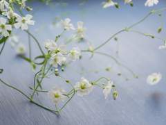 뿌연 안개 속 반짝이는