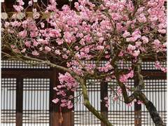 만월하매화 滿月下梅花