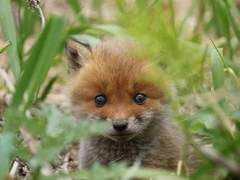 여우🦊같은 boy~🤘 고르기