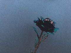 저승사자는 사랑했던 이의 모습을 하고 찾아온다.