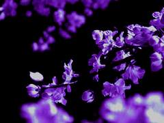 [벨제뷔트/29/Female/원비암]