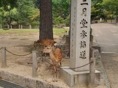 나라 여행 사진