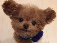 쪼푸는참지않긔 6