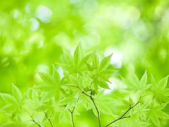 Rachel Gem Nikita - 레이첼 (젬) 니키타