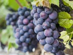 1. 최씨's 포도박's 언박싱