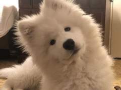 [이제노] 강아지 길들이기