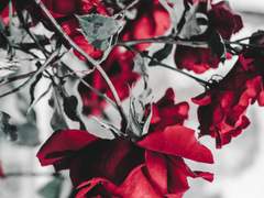 당신의 미소를 위해서라면