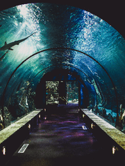 아쿠아리움 Abgrund