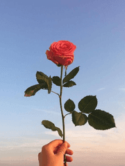 별처럼 온화한 단편,