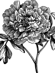 [신동사1] 크레뉴트 중심