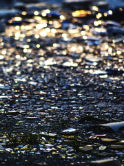 버드나무 숲 속 흐린 빛