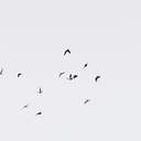 디르크 폰 안할트