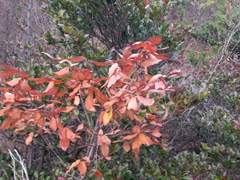 호랑이 꽃은 가을에 피지않아.