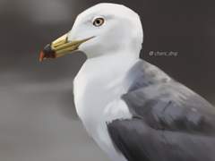 괭이갈매기 만년설