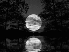 분홍색을 덮은 민트 다람쥐?