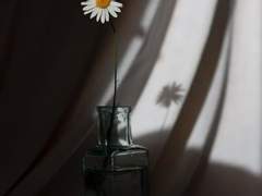 오에 겐자부로에 대한 단상/이도은