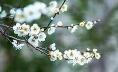 홍주리(紅朱理) / 156