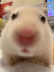 핫도그세계주세요