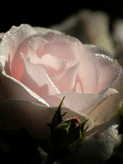 [커뮤] 코델리아:심해의 보석