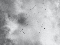 [원피스] 무정(無情)